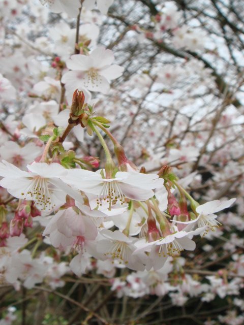 Prunus incisa 'Ambugo' fleur